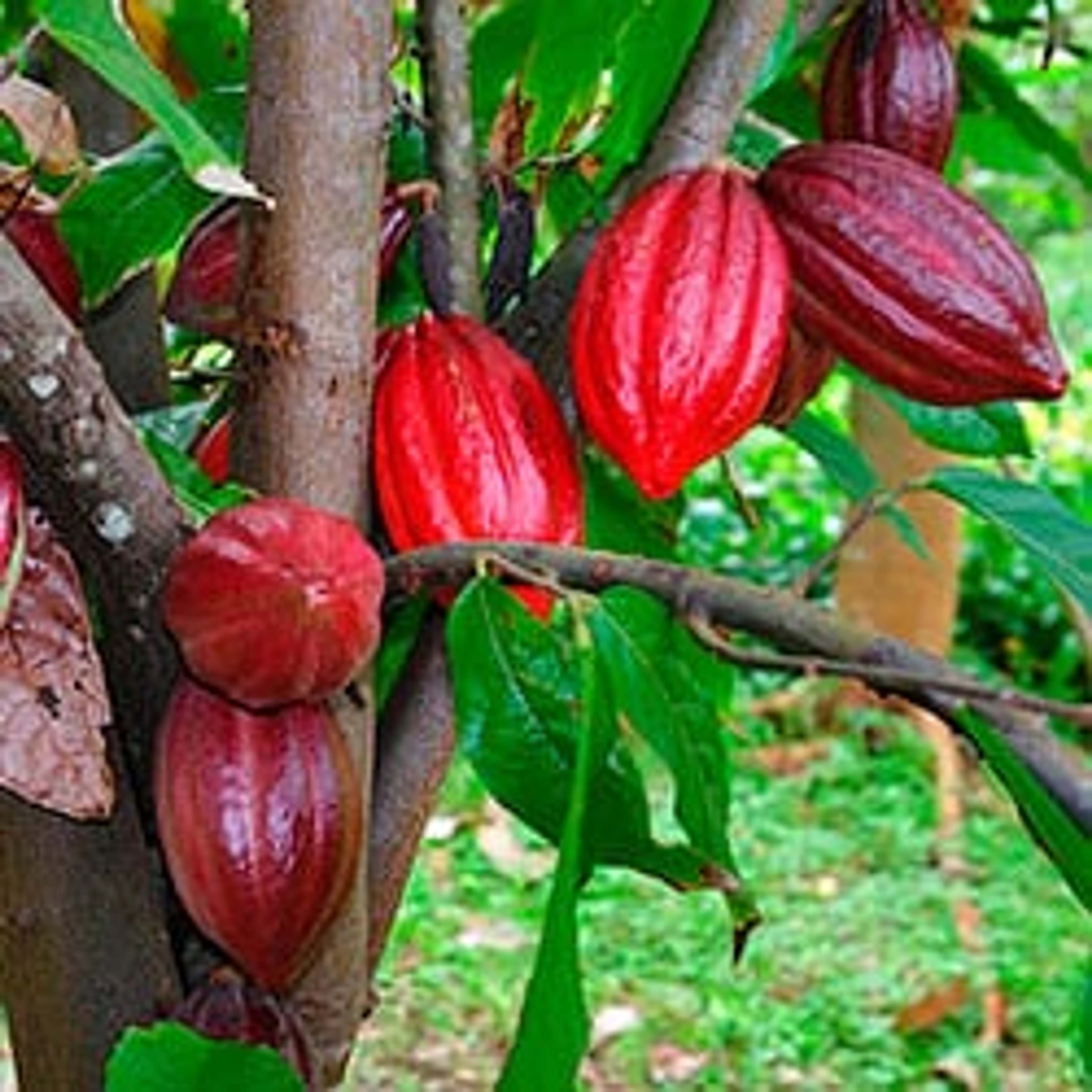 Il cacao è un superalimento delizioso che si può gustare ogni giorno.