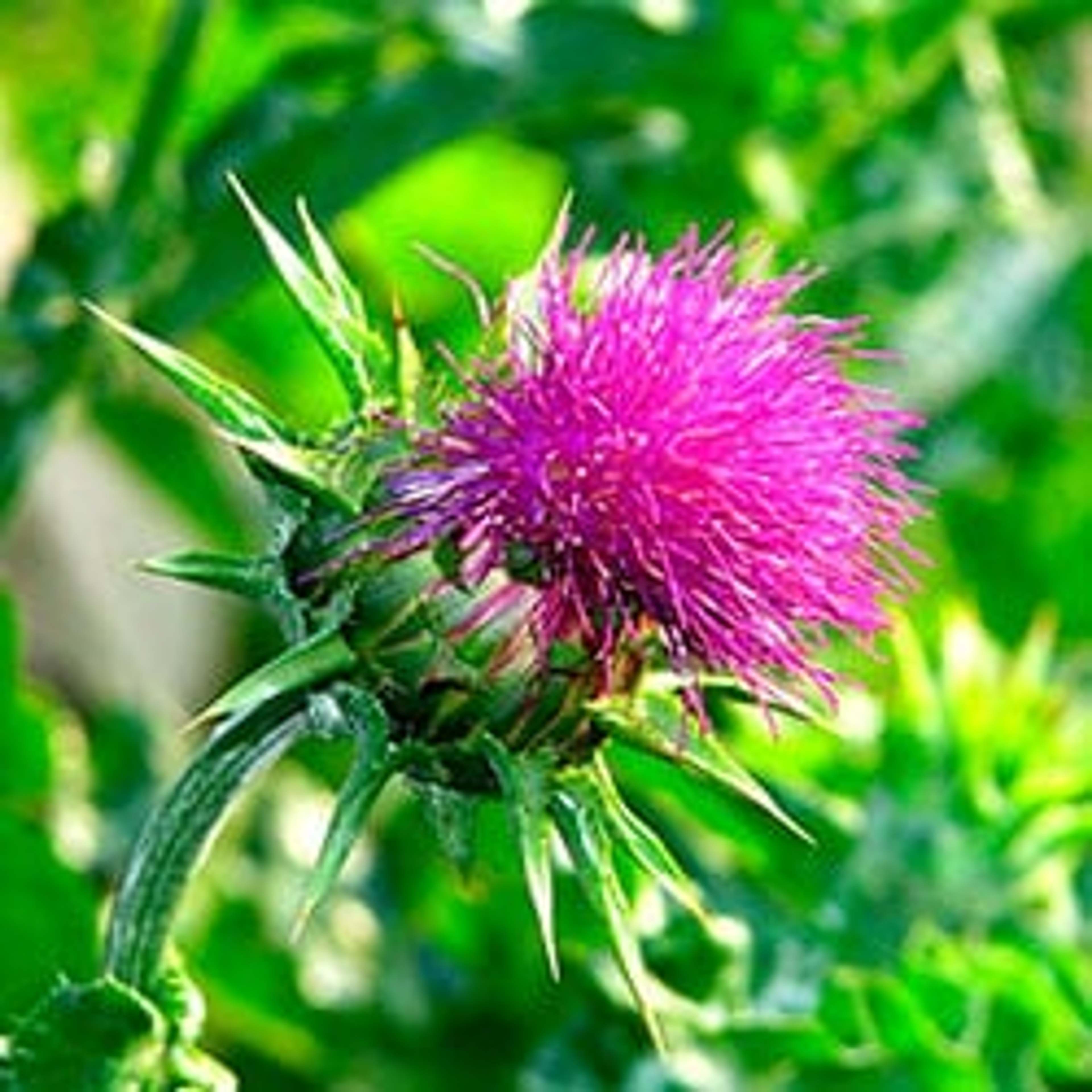 Mariendistel ist die effektivste natürliche Heilpflanze zum Schutz und zur Regeneration der Leber.