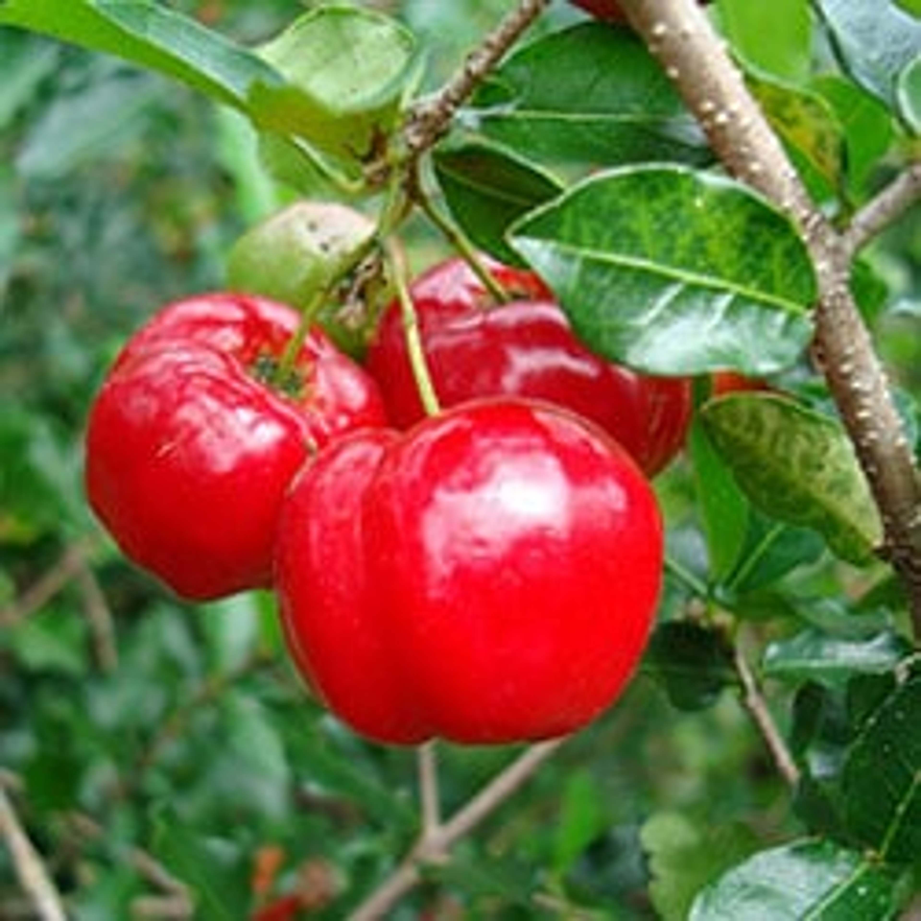 The high antioxidant properties and health-boosting effects of acerola make it a healthy alternative to orange juice.