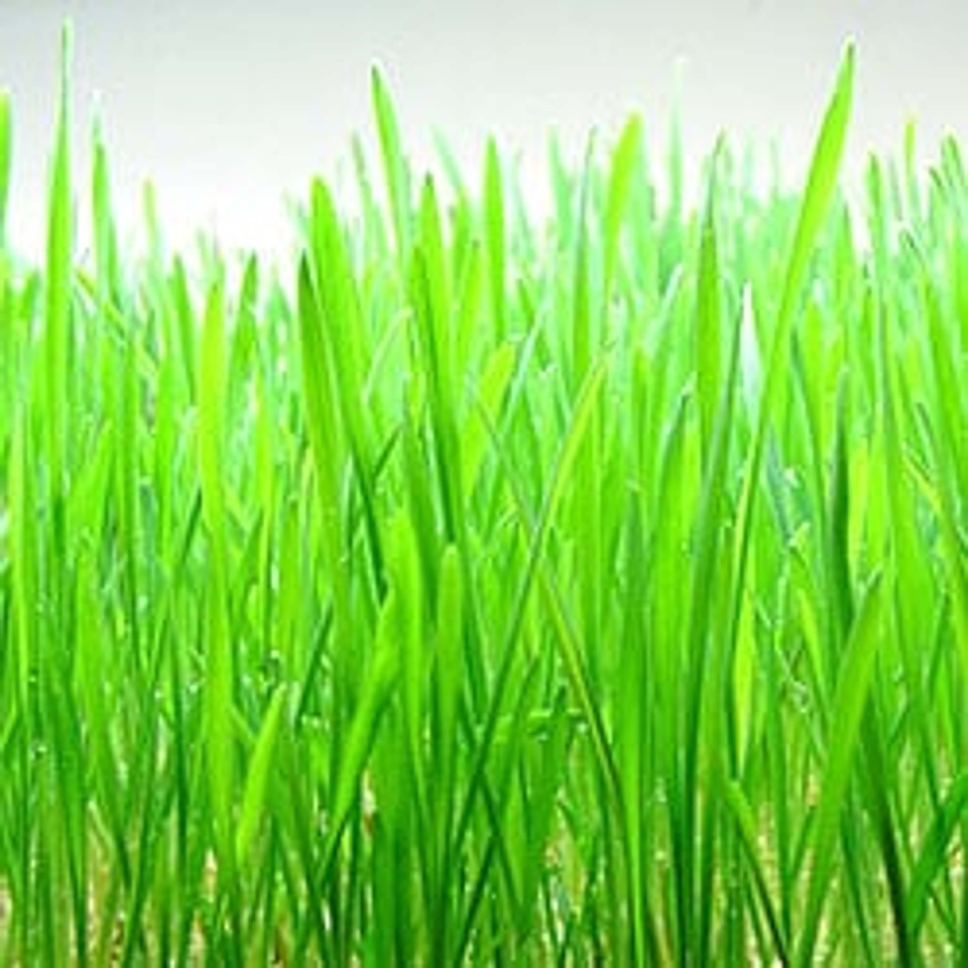 Wheatgrass is an excellent source of amino acids, chlorophyll, vitamins and minerals and can help to improve your health.