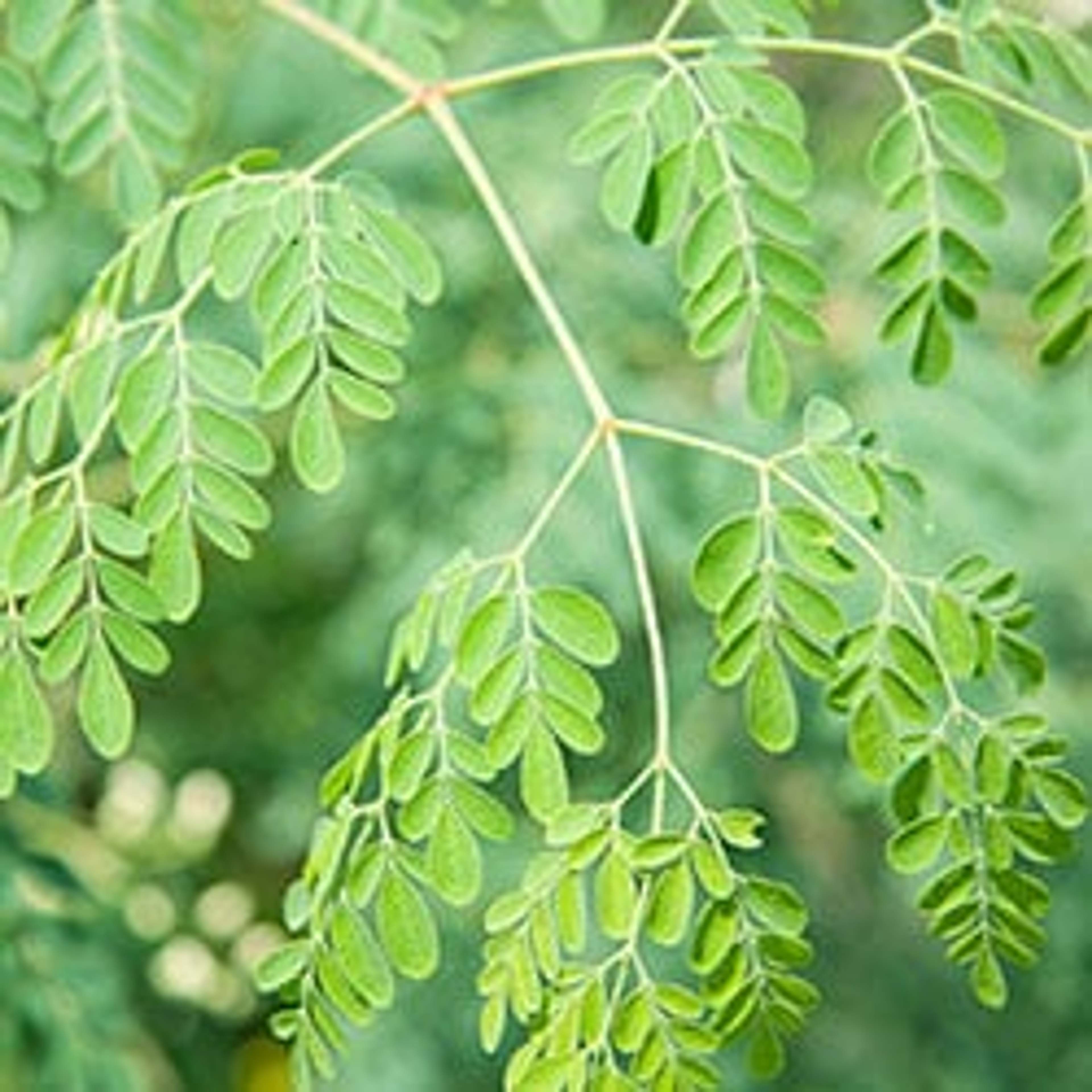Moringa ist eine einzigartige Pflanze, welche bei verschiedensten gesundheitlichen Beschwerden eingesetzt werden kann.