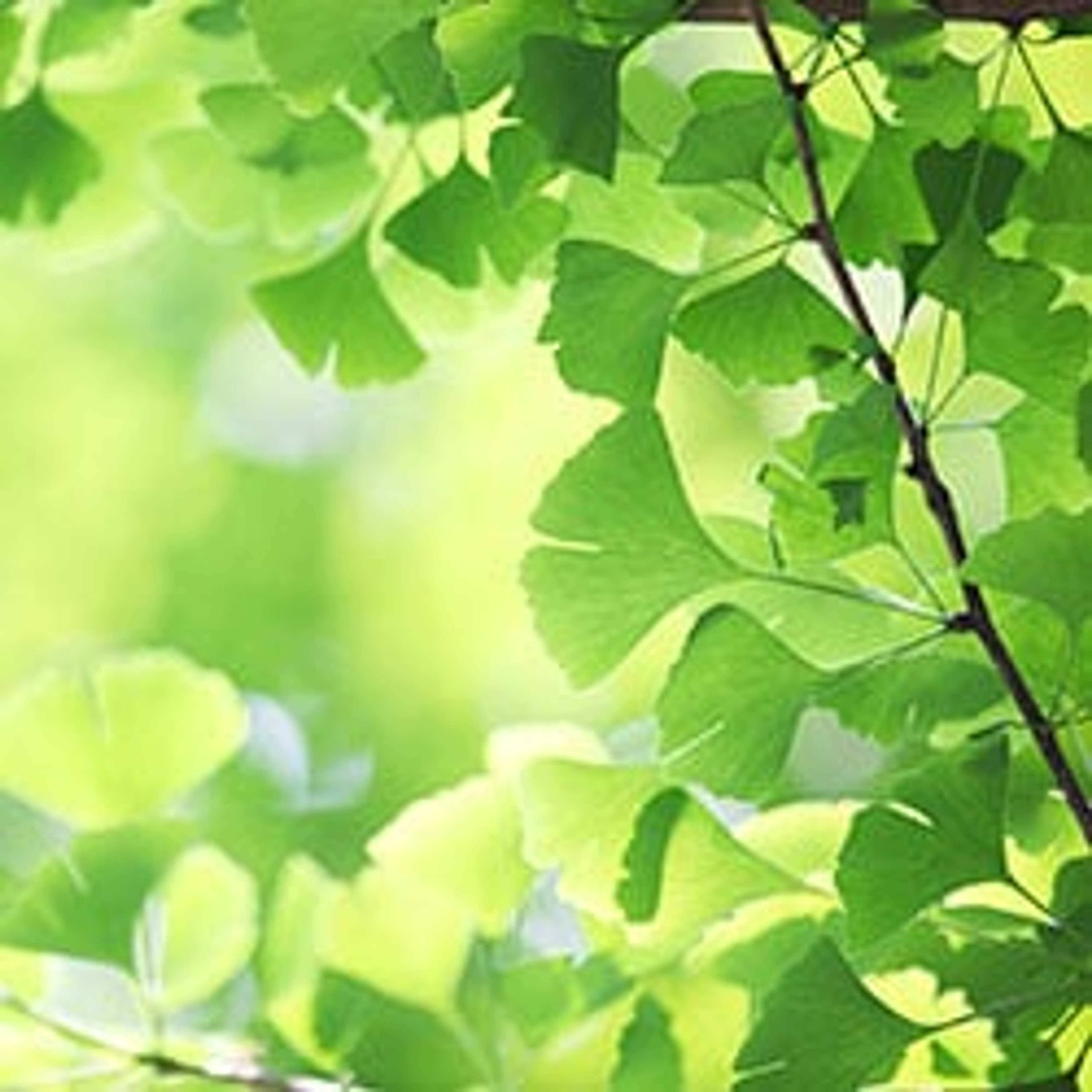 Ginkgo biloba is a medicinal supplement that is said to help improve the cognitive functions in patients suffering from the effects of Dementia and Alzheimer's disease.