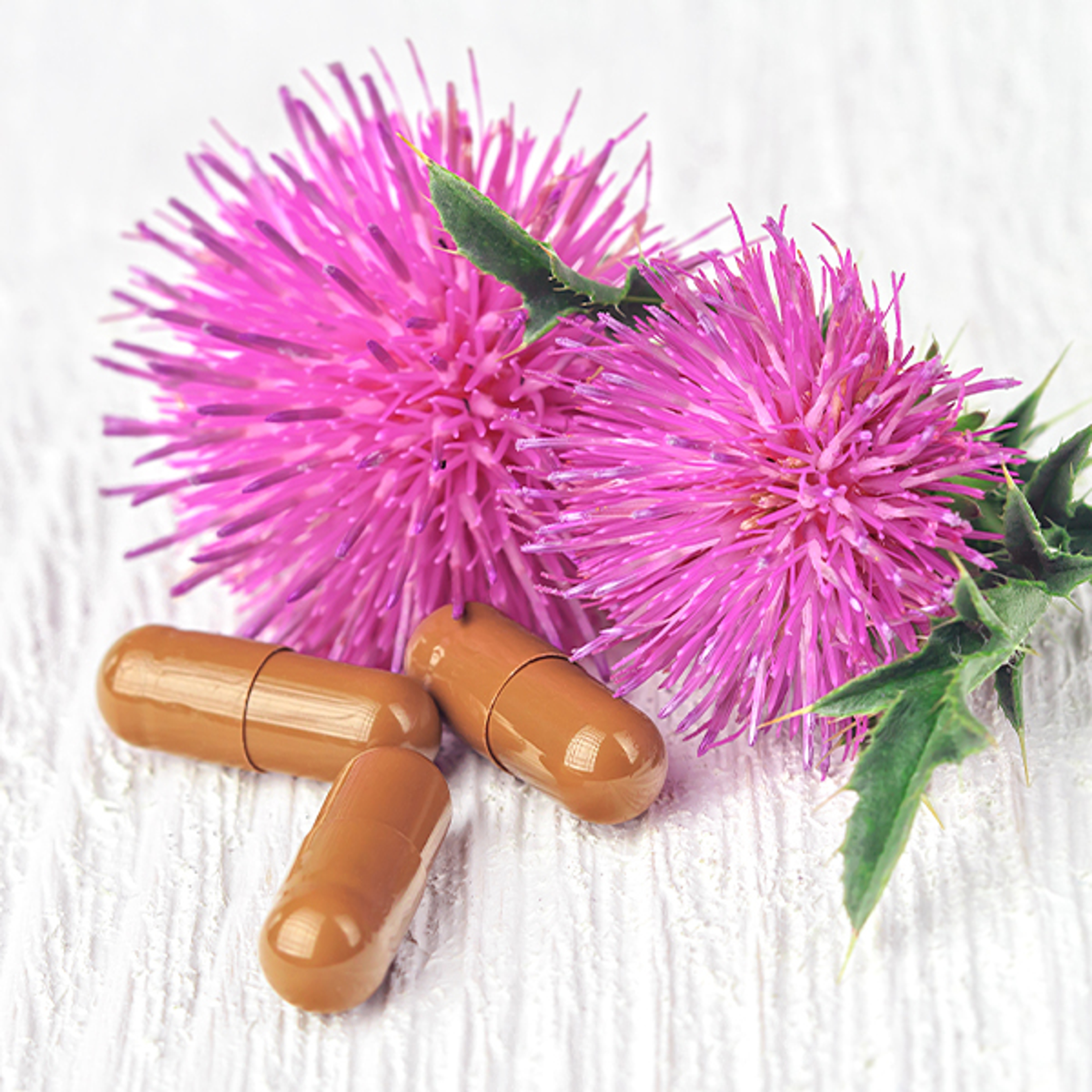 Il cardo mariano è la pianta medicinale naturale più efficace per proteggere e rigenerare il fegato.